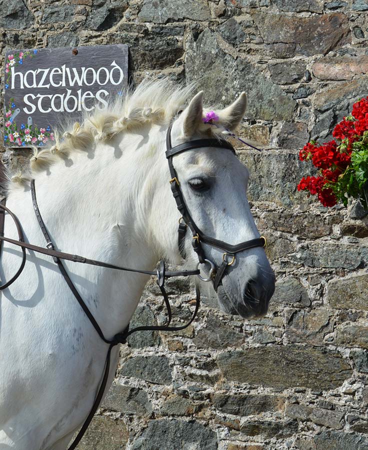 Pony Gerry at Hazelwood Stables