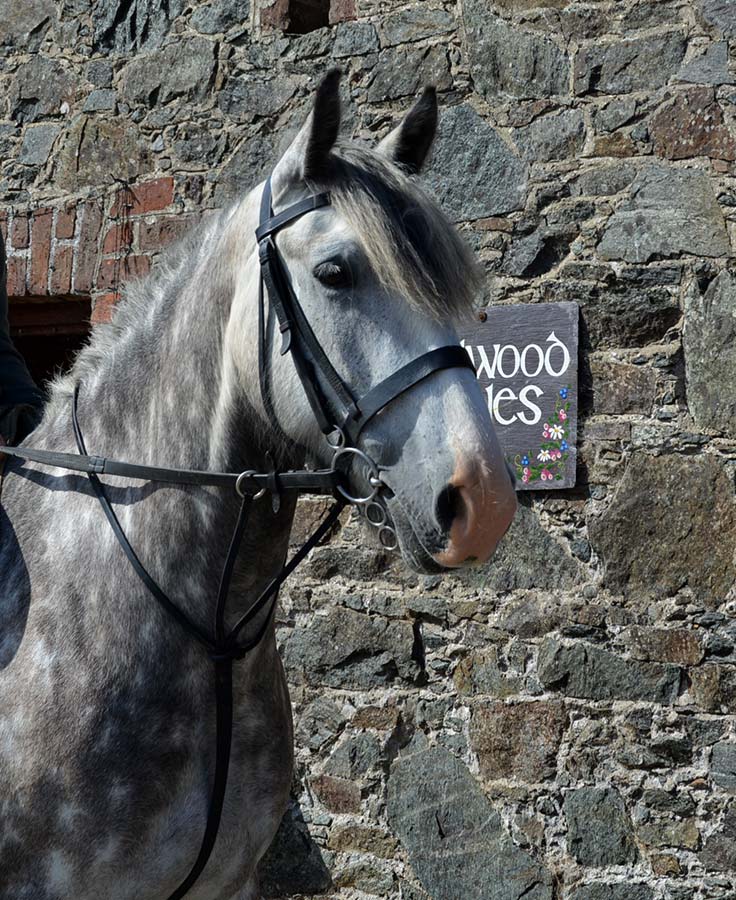 Horse Blue at Hazelwood Stables