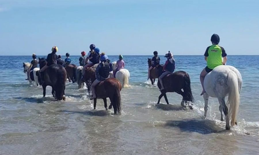 group of ponies walking into the water