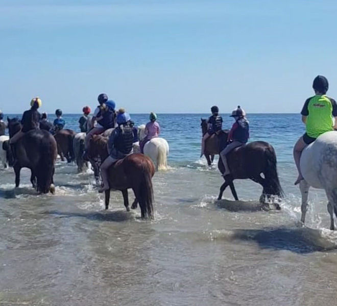 group of ponies walking into the water