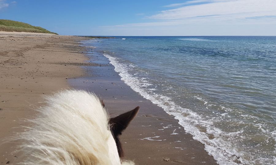 beach trek view from a horse back