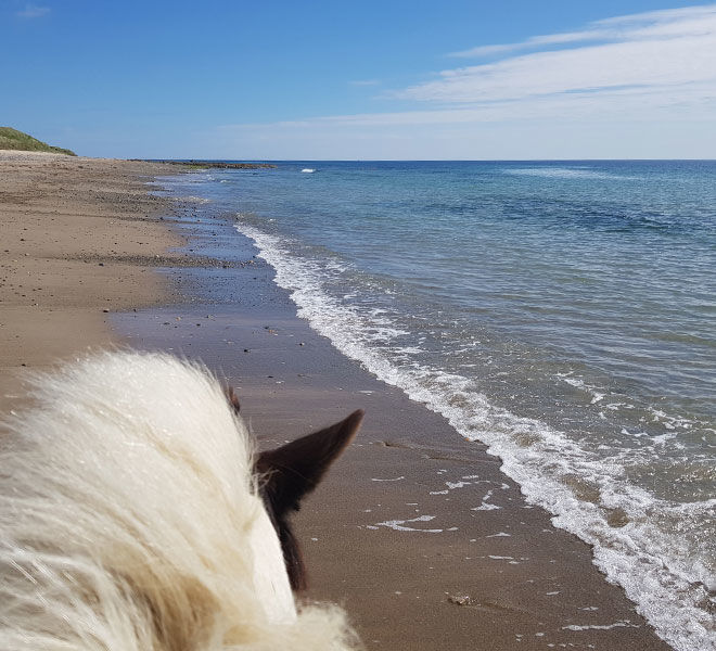 beach trek view from a horse back