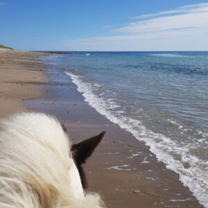 beach trek view from a horse back