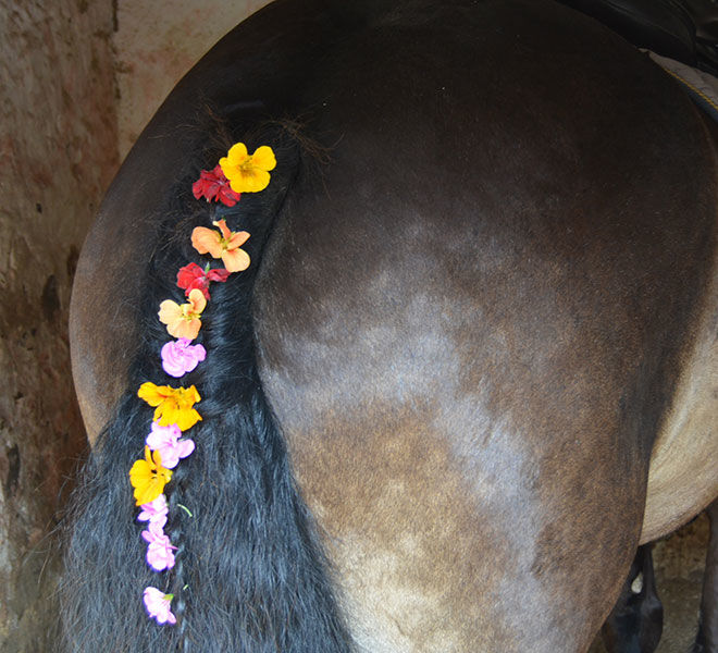 horse tail decorated on pony camp at Hazelwood Stables