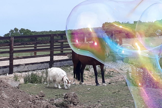 hazelwood-stables-Bubbles-1